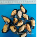 Frozen Cooked Half Shell Mussel